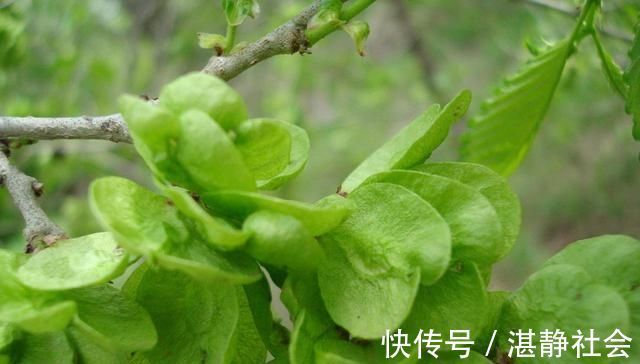 乡下这些野菜,曾经不被重视,现在成了稀罕物,价值高