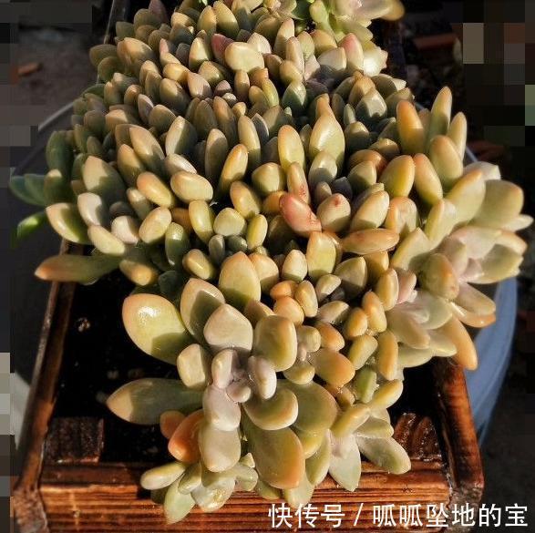 要提前准备|不要说冬美人爆盆难,叶插一年的冬美人,换盆后也能达到爆盆效果