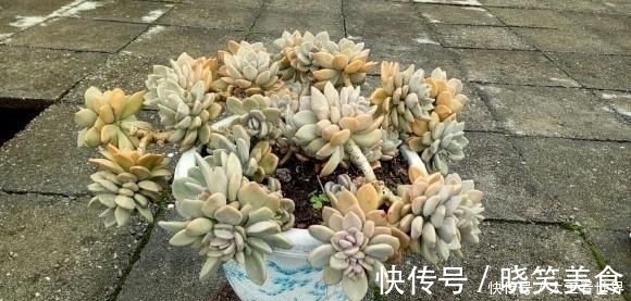 养棵冬美人，多肉界的“扛把子”，一长一大片，嗖嗖长成悬崖桩