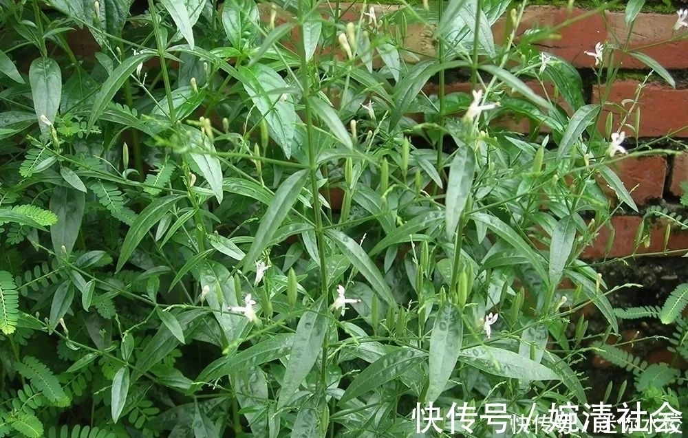 菜市场|俗称“苦王”,若在野外遇到,别当杂草,它可是珍贵的穿心莲