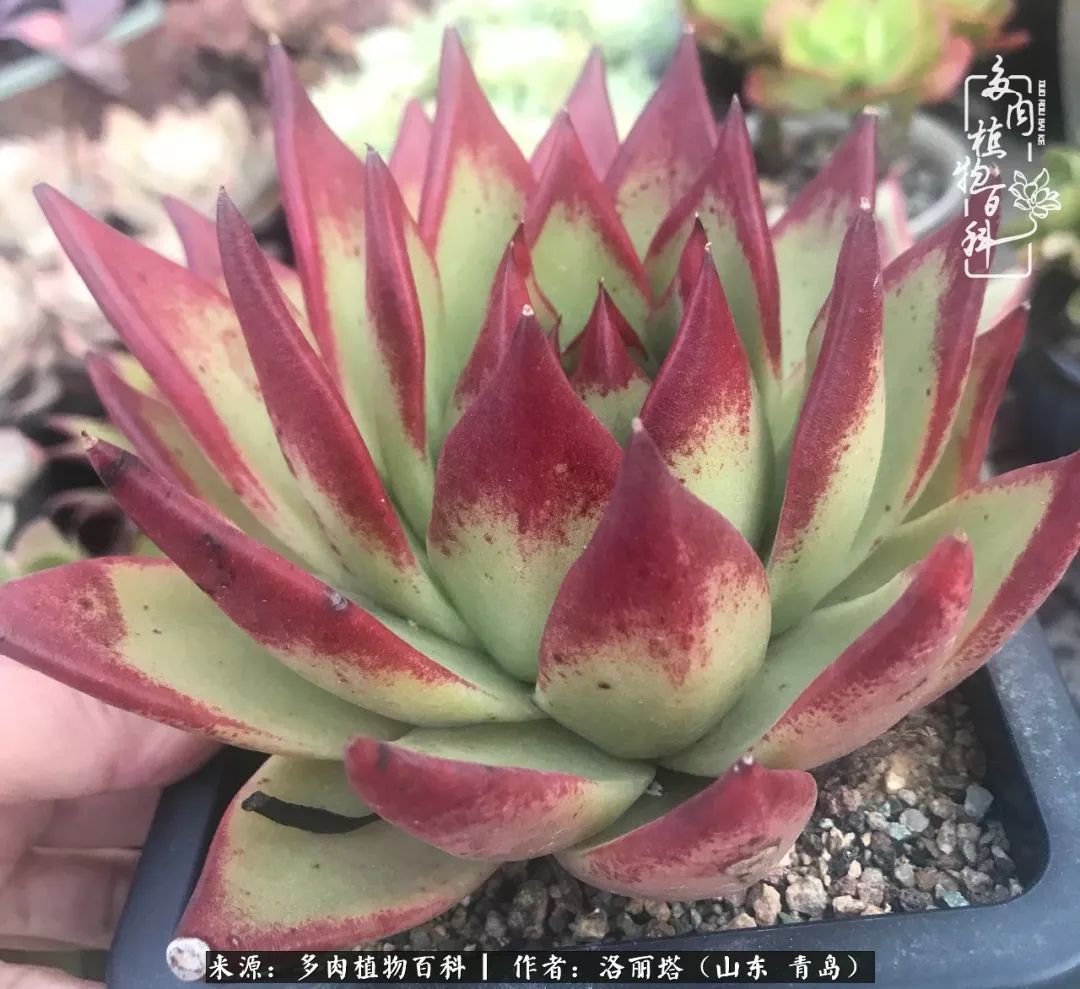 我和我的“多肉恋人”,怎么样有没有惊艳到你!