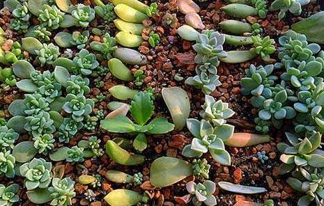 花头|养多肉''一头切''，一盆变多盆，盆盆爆满，操作简单还有效