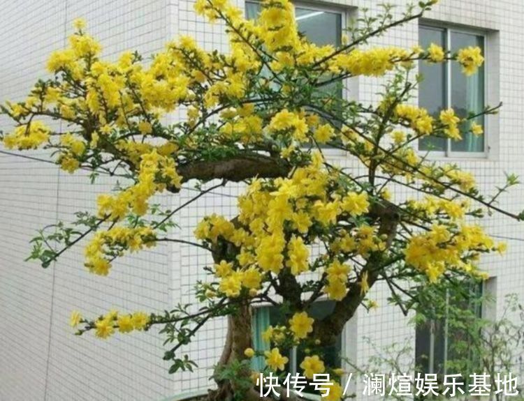 海棠花|最适合新手养的花，沾点水就疯长，开花勤还爱爆盆，美