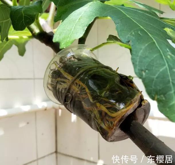 高压|扦插无花果,2种“技巧”,15天生根成活,果实累累,甜又糯