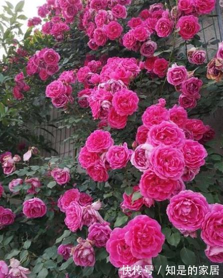 游行|不容错过的一款藤本月季，颜色靓丽长势旺，轻松开出一片花墙