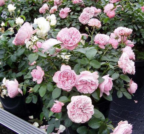 藤本|不容错过的6种藤本月季，养两年爬满墙，长势旺开花美，真过瘾