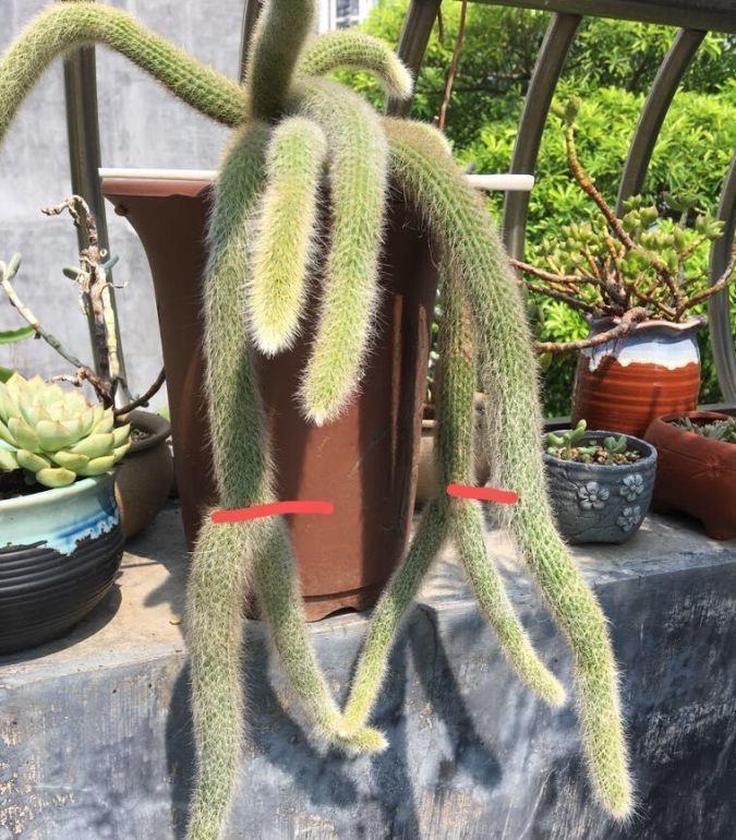 猴尾|想养仙人掌，就养一盆它，枝条形状奇特开花很美，观赏价值高