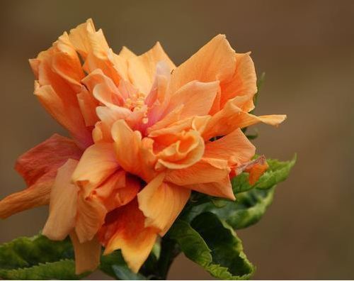 财源|几种花自带财运,养家里一盆,财源广进,好运滚滚来