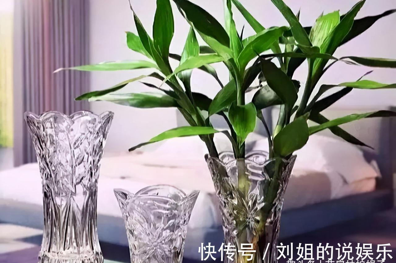 花卉|8种需要冬天“停水”的花，再浇水，可能会要了它们的命