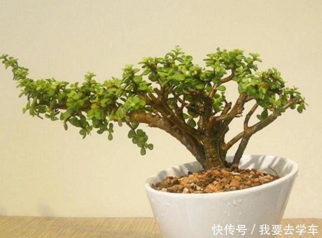 家中养金枝玉叶,到底能不能开花,原来需要满足这些条件!