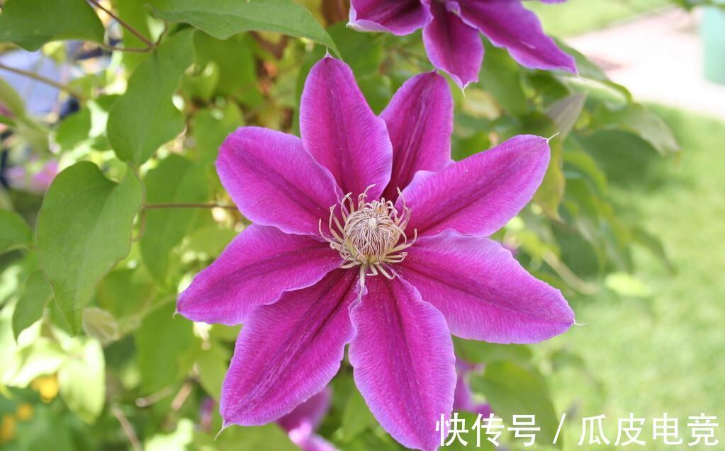 马上进入2022年,新的一年即将开启,为你推荐25种漂亮的花卉