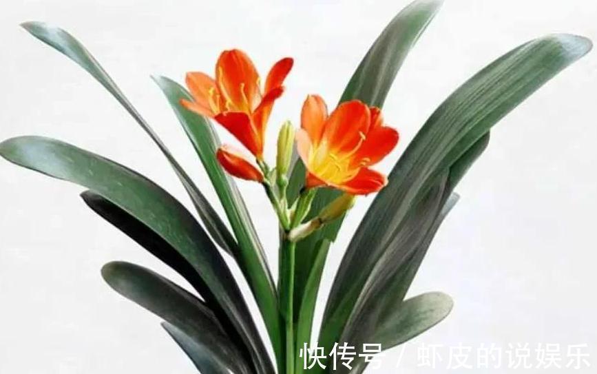 君子兰为什么会烂根,5个原因告诉你