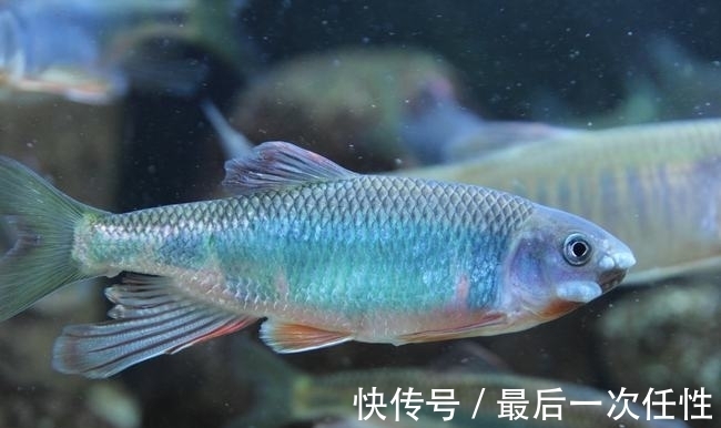 用钓竿钓到10条鲢鱼,2人被罚26000元!长江禁渔十年,能钓鱼吗?