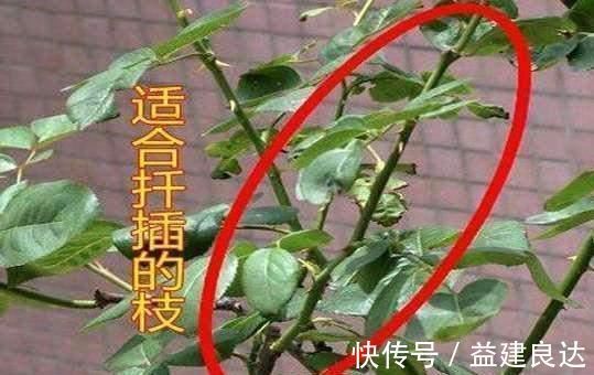 入秋扦插6种花，7天就生大白根，告别黑腐烂，花开量大