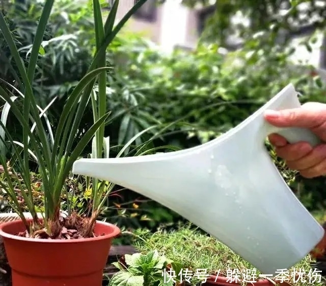发酵|为什么你养的君子兰始终不开花?问题出在浇水上,四种水轻松化解