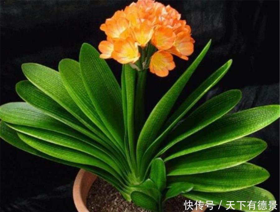 叶子|如何让君子兰叶片整齐光亮?1个基础,3种肥料,叶子比花美