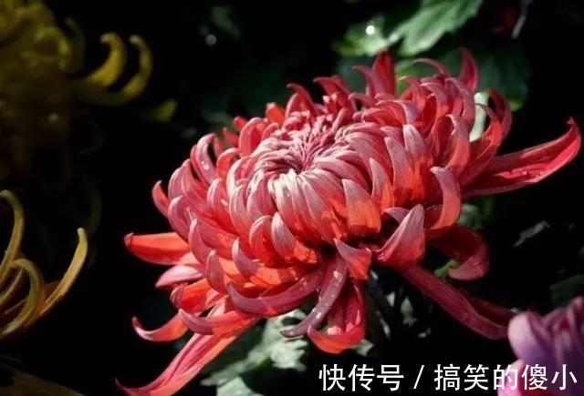 4种花专挑秋天爆盆，养一盆连续爆花3个月，花多花美