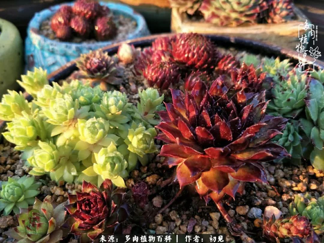 养多肉四周年，从初见到爱恋！幸福一直藏在浅薄的日子里！