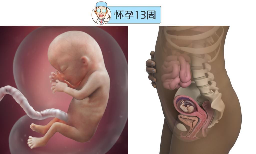 婴儿|最全的怀孕周期图鉴，感受从受精卵到婴儿的神奇变化！