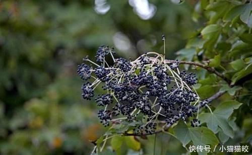 家具|刺楸木质坚硬细腻、花纹明显,好制作高级家具、乐器、工艺雕