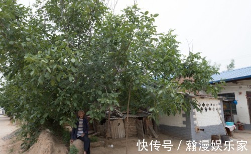 黄河&八旬夫妇住蟠桃园里,黄河就从眼前过,蟠桃熟时喊路人随便摘着吃