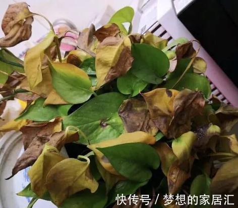 养花|养花叶子发黄怎么办,用这种东西,一周叶片变得油绿发亮