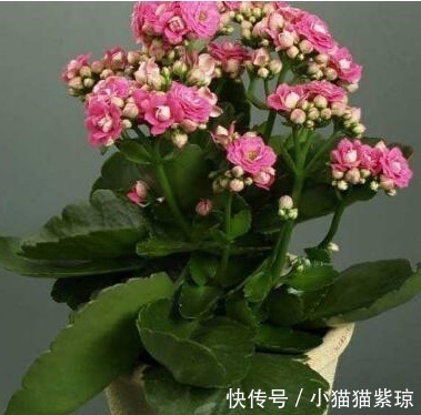 老花匠养“长寿花”,轻轻松松变“老桩”,花友给1000不卖