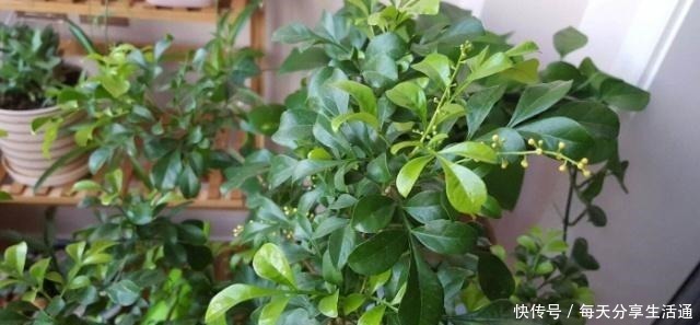 米兰花|这4种花香到让人怀疑人生,室内放一盆,满屋都是清香味!