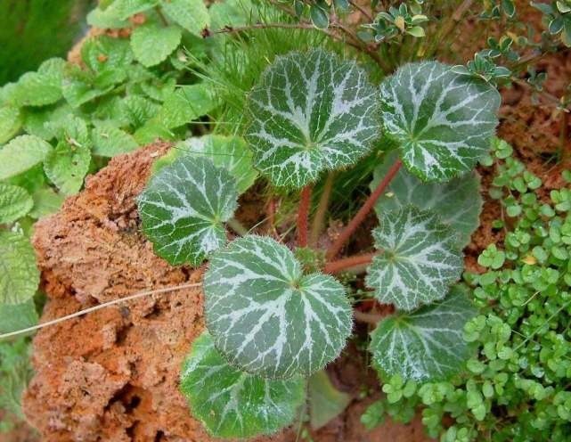 龙舌兰|植物的奇特“十二属相”某些植物也有自己对应的“属相”！