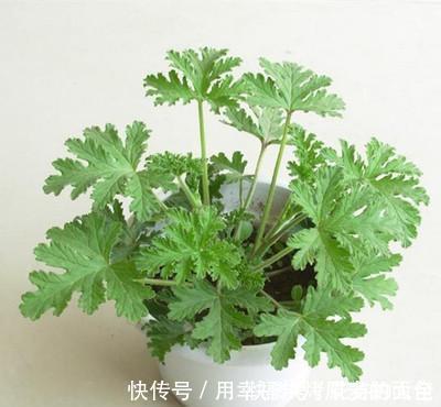 净化|此7种健康花,养家里空气清新病菌少,看看你家有吗