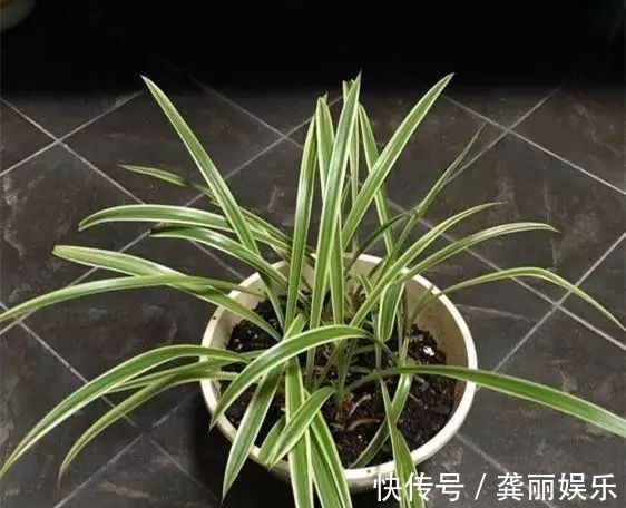 吊兰|黄叶快死的五种花卉,狠狠给它剪秃了,过几天呼呼长出一大堆