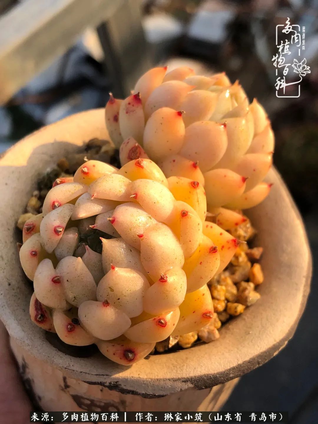 多肉|有史以来最厉害的一场寒潮,治好了我养多肉这些年的“坏毛病”