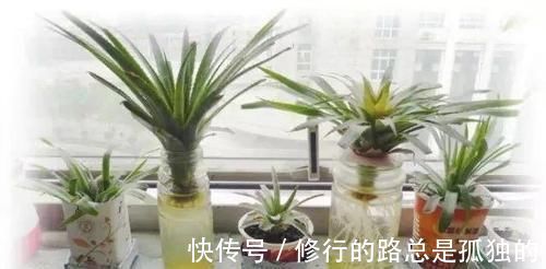 生根|吃完菠萝剩下的叶冠不要丢了,泡水里能生根,还能养成盆栽