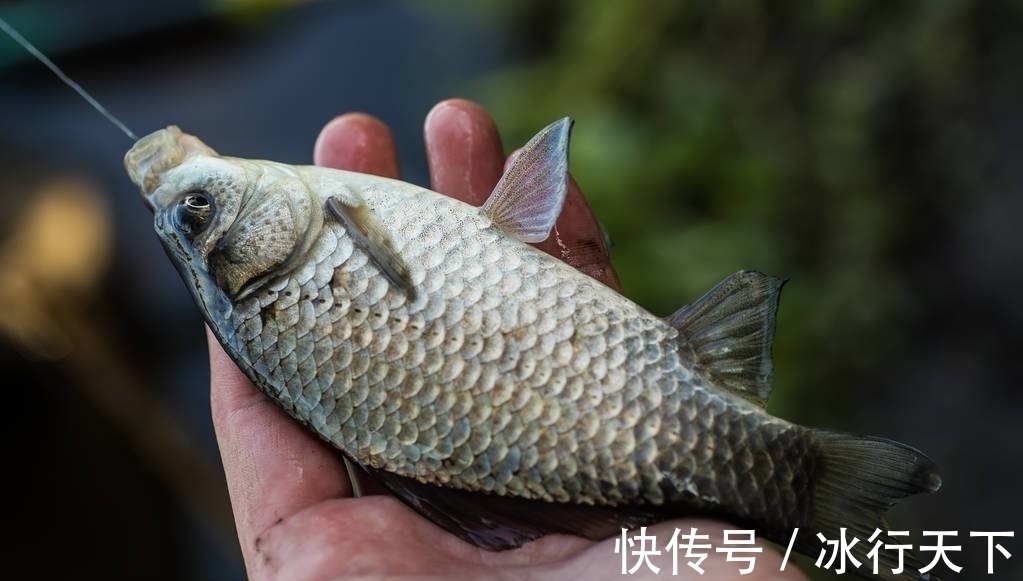 浮漂没动作却中鱼,怎么调漂都没口?钓友:你的浮漂用错了!