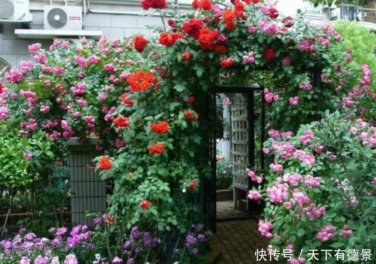 藤本月季|她26岁,却过上了神仙般的生活,满园花海,看书赏花,羡煞旁人