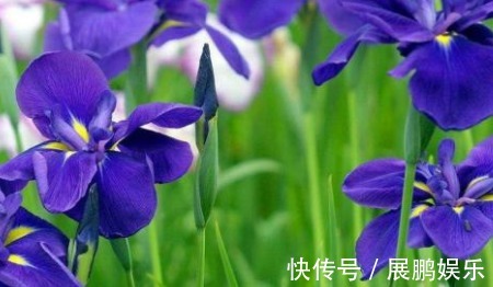 厕所想养花“3种”便宜又好看,水越多、花越艳,花开日日红