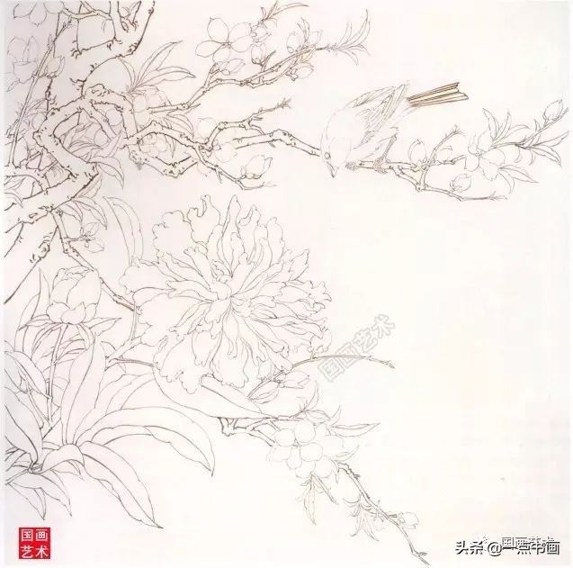 工笔芍药#工笔芍药的画法步骤与白描底稿