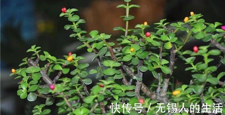 金枝玉叶修剪教程,剪下的枝条扦插,一盆变多盆