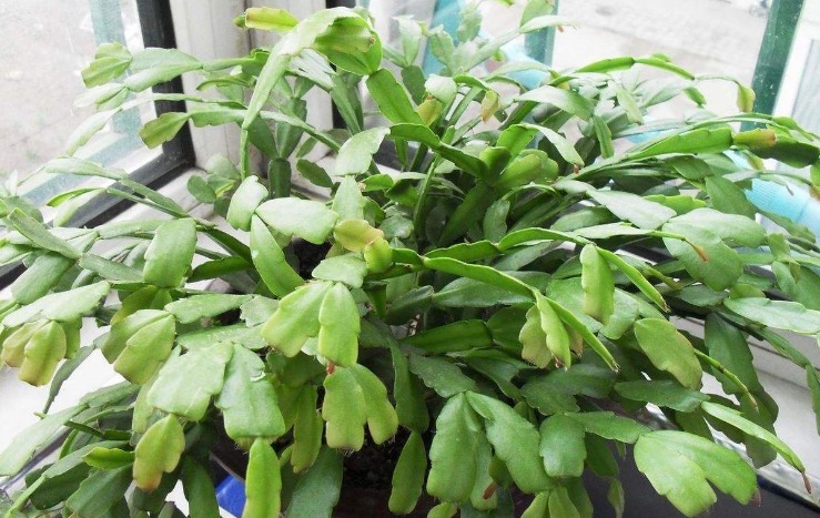 开花期|入坑看看别人是怎么用多菌灵、磷酸二氢钾、阿司匹林养花吧!