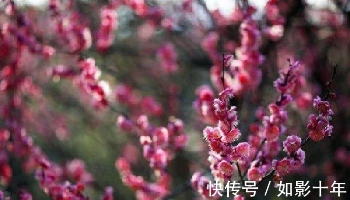 元代#元代诗人一首梅影七律:凌波神女,云鬟佳人,想象丰富,浪漫动心