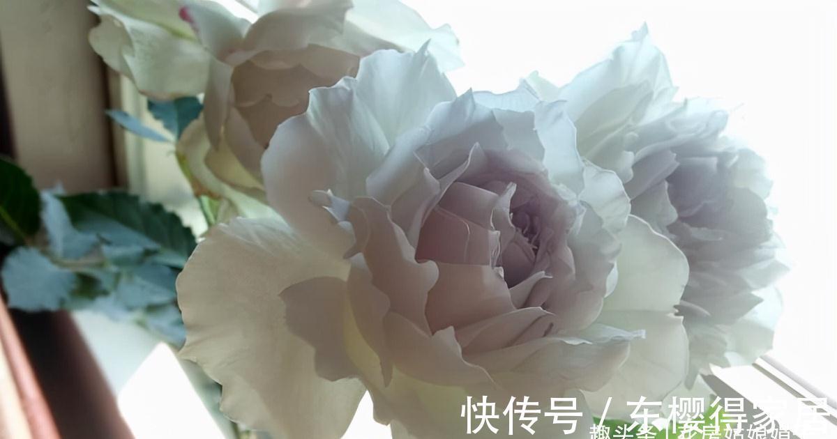 天使系列月季，个个都是战斗力爆表的颜值担当，有喜欢的类型吗？