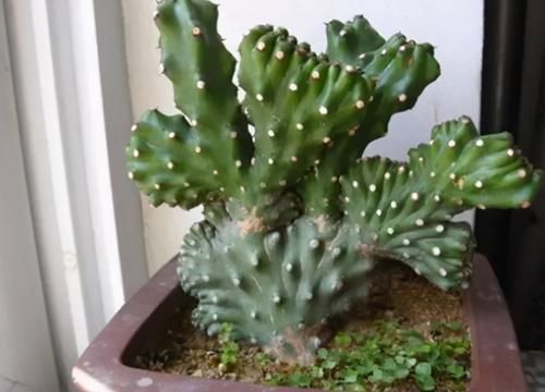 5种常见“养花水”，好使、不花钱，浇什么花都能用