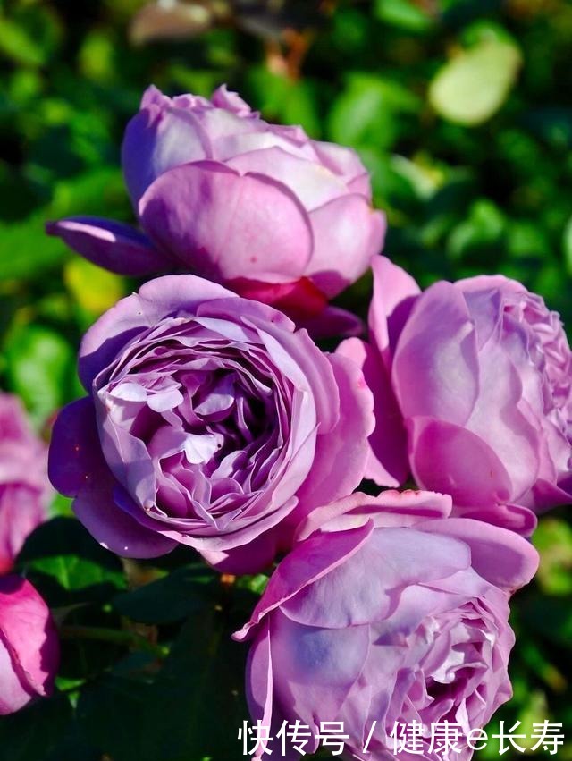 25个抗性超好的月季品种,又好养开花有多,新手好养适合盆栽!