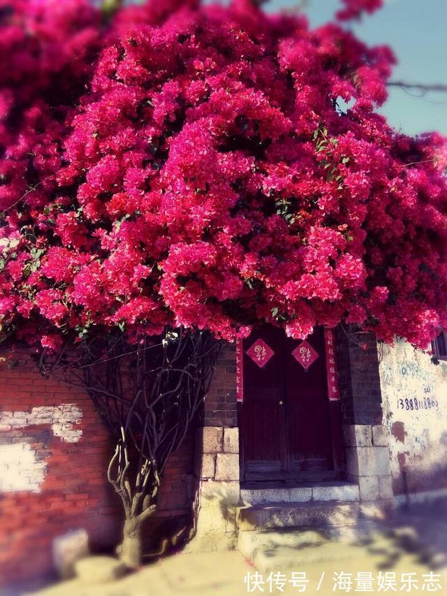 三角梅迟迟不开花,这种浇花水“喷一喷”,红艳艳的花苞长满枝!