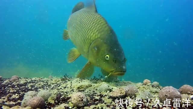 鲤鱼|晚秋野钓鲤鱼，用玉米还是蚯蚓，到底哪一种效果会更好