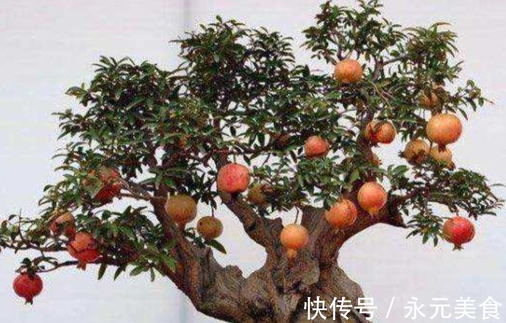 修剪|精品老桩石榴盆景欣赏,红红火火,多子多孙