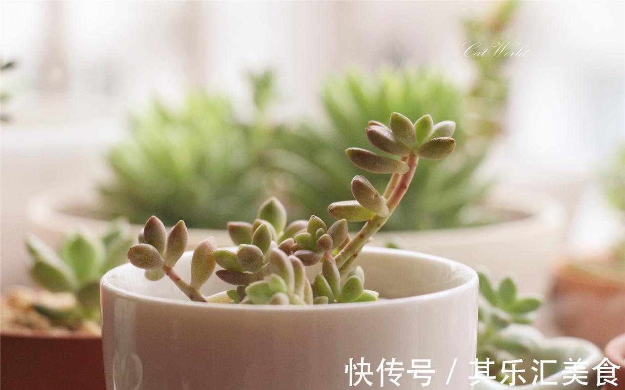 多肉植物秋丽总掉叶？没照顾好这3方面，难怪盆栽颜值不高