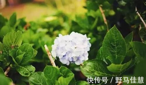 鸡蛋壳养花,用好了才是花肥,用不好,养一盆死一盆!