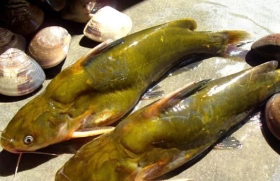 鳜鱼|这5种鱼无杂刺,适合老人小孩吃,营养美味还补钙,人人吃得起