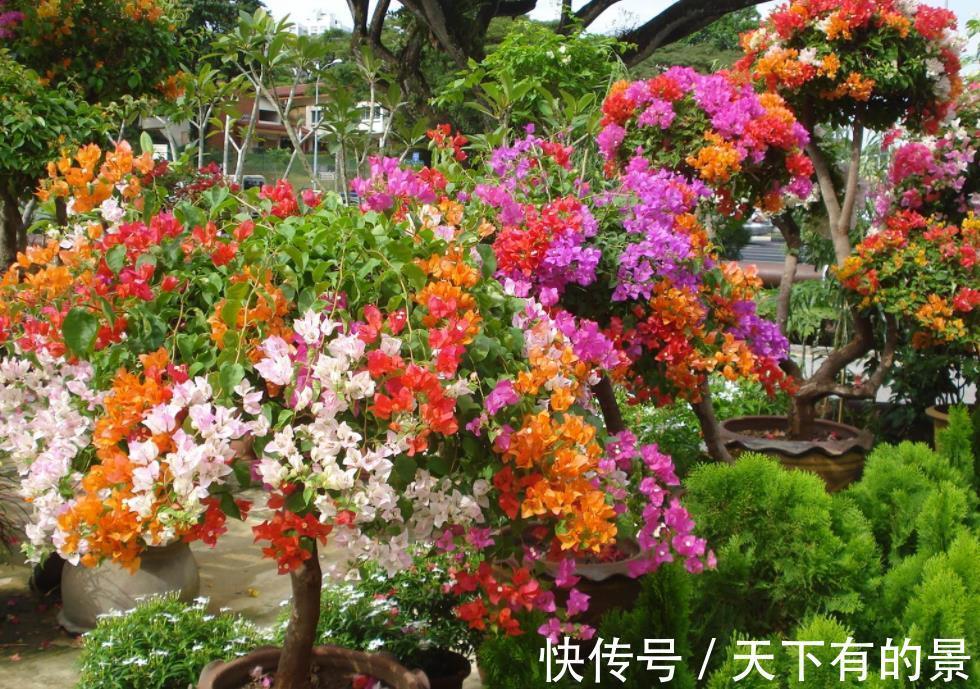 分化|盆栽三角梅该怎么催花?谨记2点,轻松达到目的